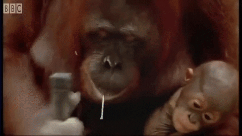 Monkey with a Hammer and Nail Gif