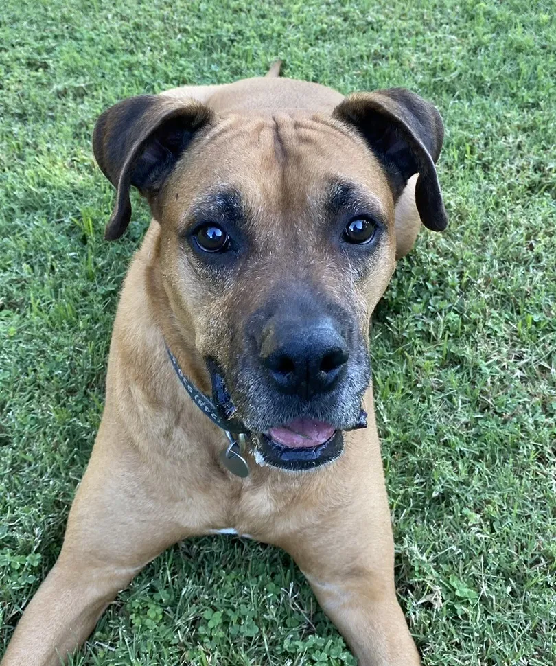 Brown Rhodesian Ridgeback Boxer Mix Dog - 1 of 2