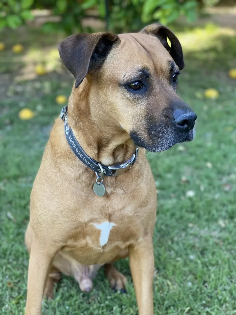 Brown Rhodesian Ridgeback Boxer Mix Dog - 2 of 2